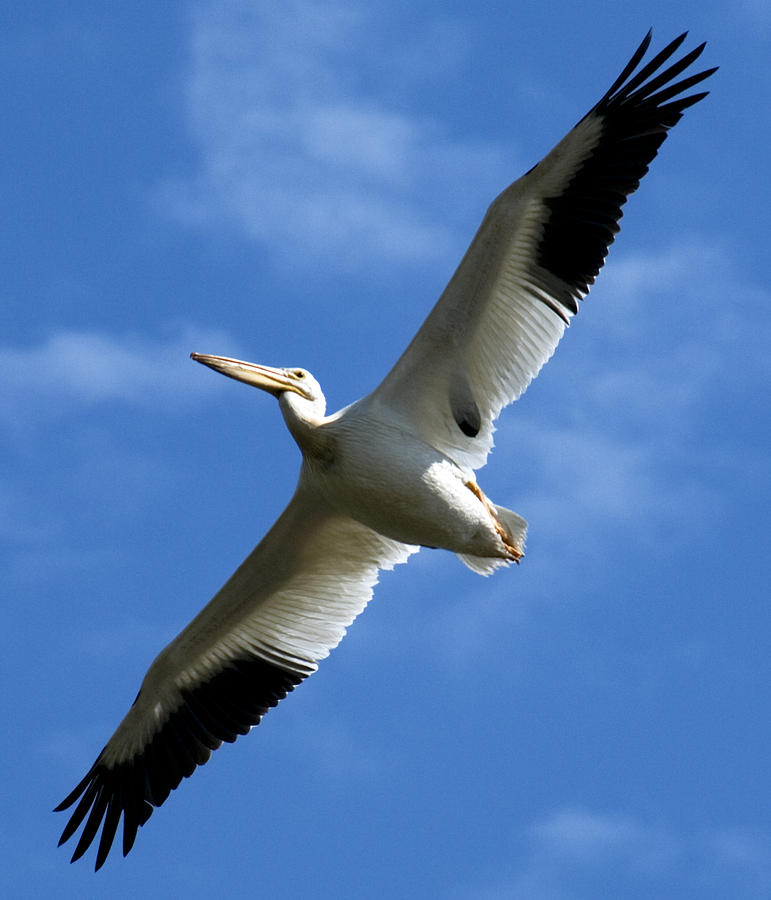 Pelican Photograph - American White Pelican Wings by Marilyn Hunt