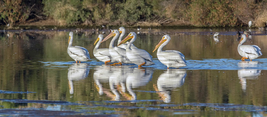 American White Pelicans 2062-012118-1cr Photograph by Tam Ryan