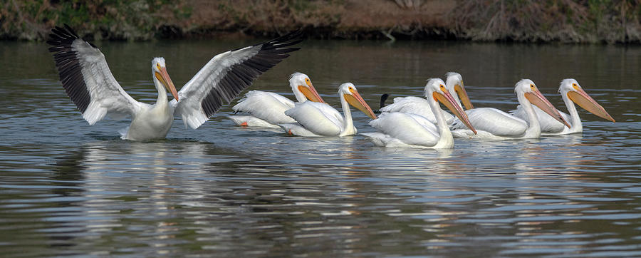 American White Pelicans 2783-012218-1cr Photograph by Tam Ryan