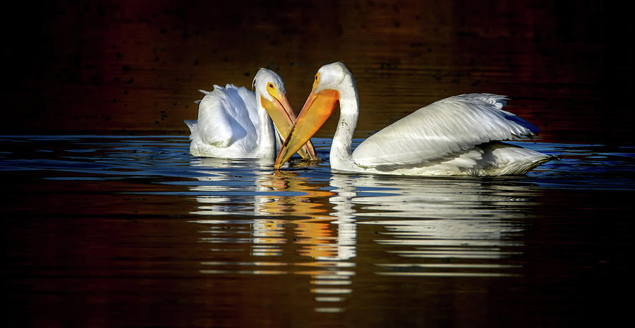 Gifted - $200 - 20x10 metal - American White Pelicans 4518-012818-5cr Photograph by Tam Ryan