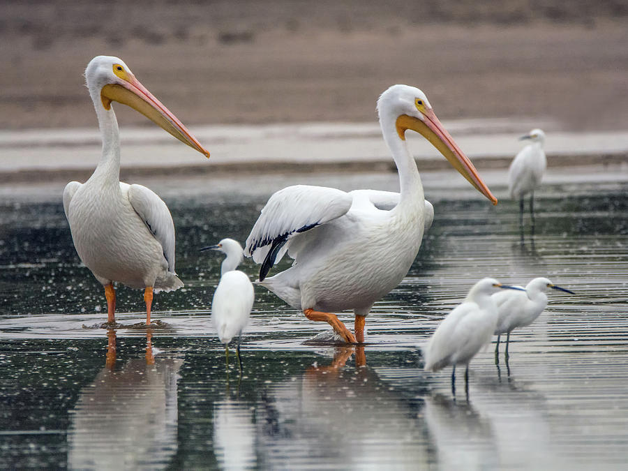 American White Pelicans and Snowy Egrets 6458-113017-1cr Photograph by Tam Ryan