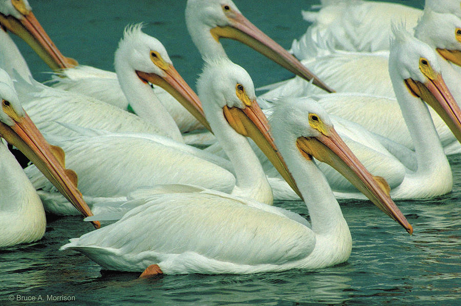 American White Pelicans Photograph by Bruce Morrison