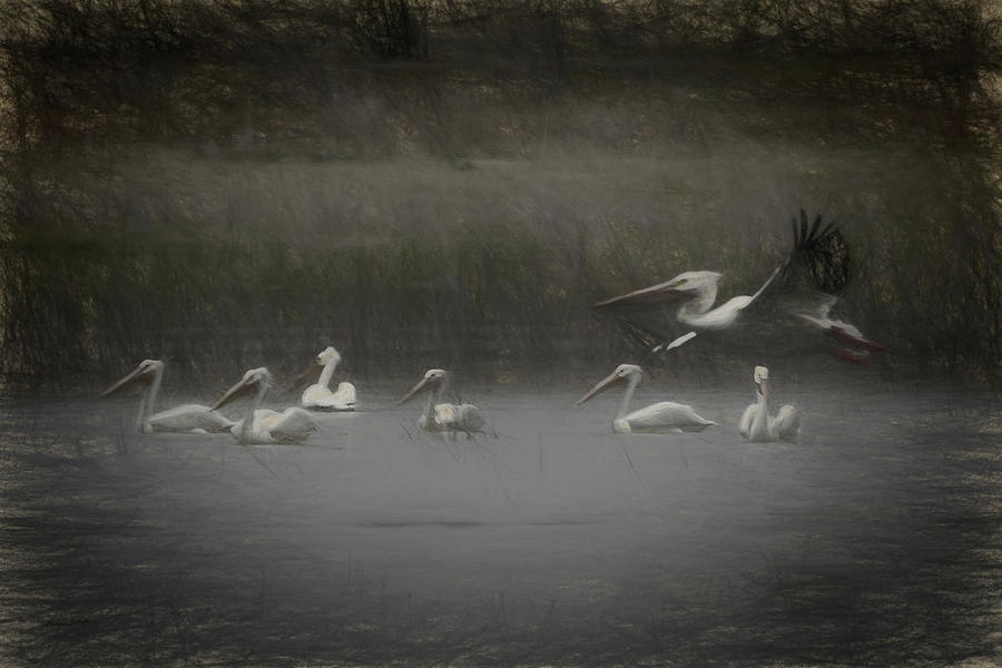 Pelican Digital Art - American White Pelicans Da by Ernest Echols