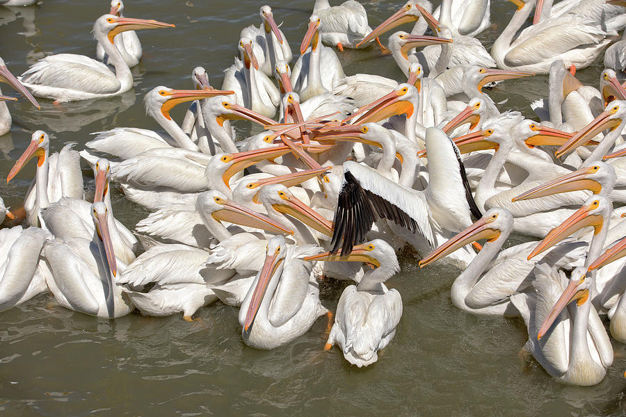 American White Pelicans Photograph by Eunice Gibb
