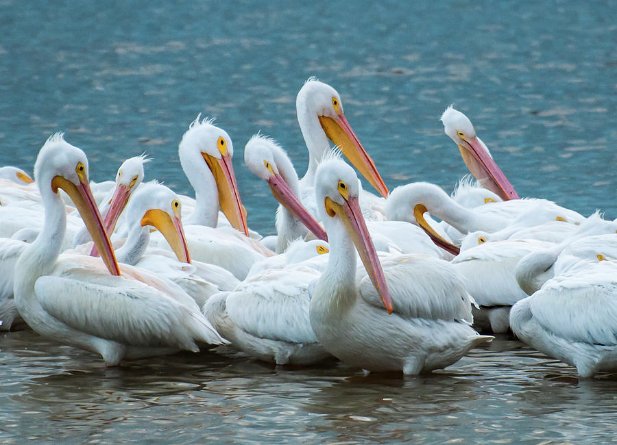 American White Pelicans Photograph by Ginger Stein