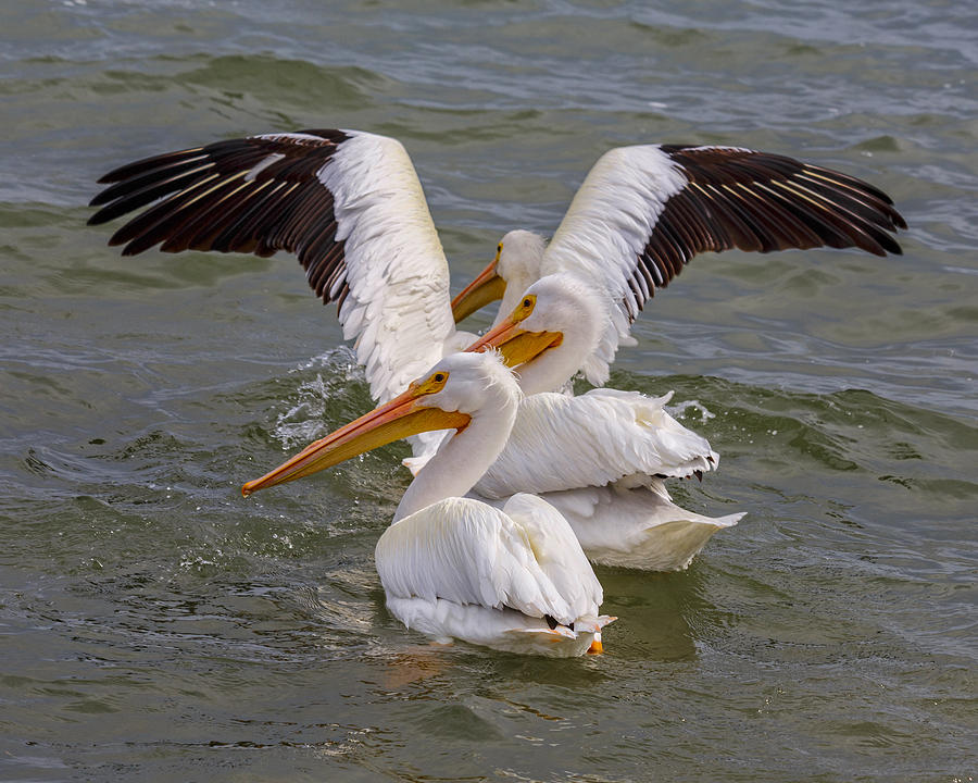 Bird Photograph - American White Pelicans - Goose Island - Texas by TN Fairey
