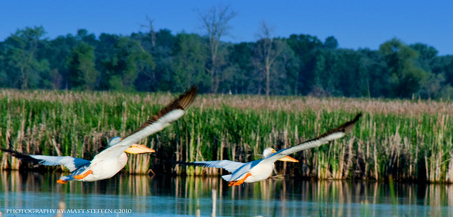 Wildlife Photograph - American White Pelicans by Matt Steffen