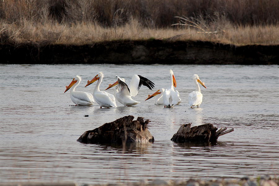 American White Pelicans Photograph