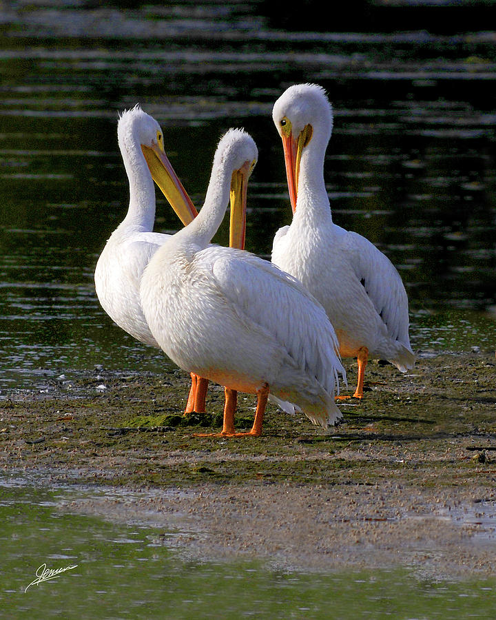 American White Pelicans Photograph by Phil Jensen
