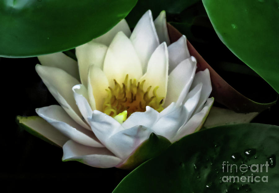 American White Waterlily Photograph