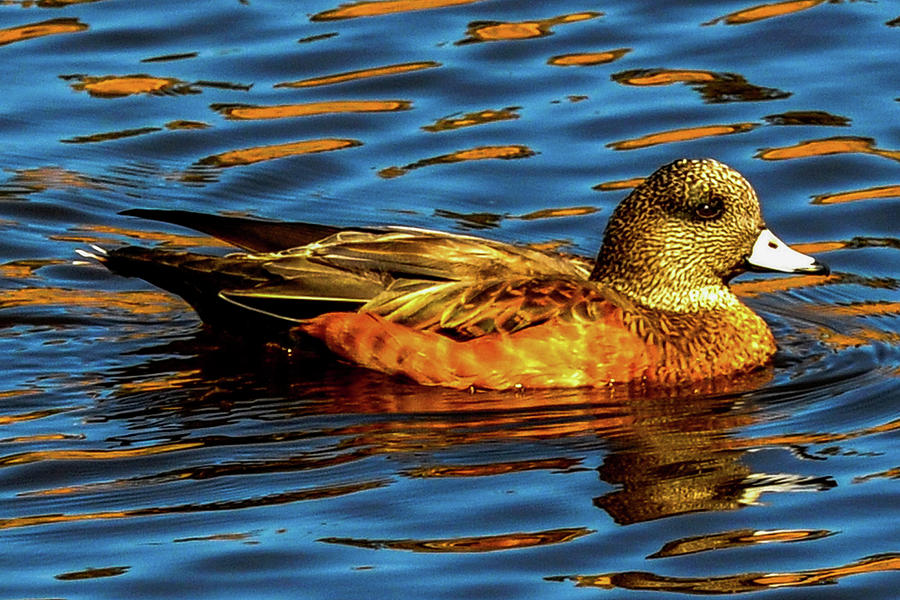 American Widgeon - Blue and Orange Reflections Photograph by Marilyn Burton