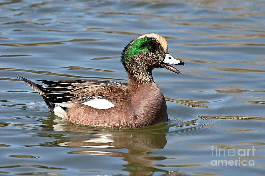 Duck Photograph - American Widgeon Calling From The Water by Max Allen