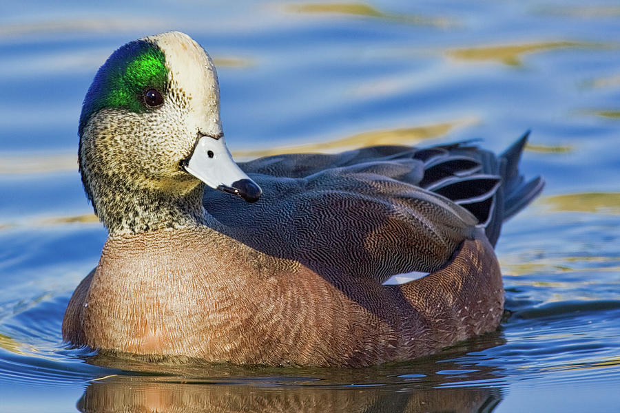 American Wigeon 3 Photograph by Jerry Fornarotto