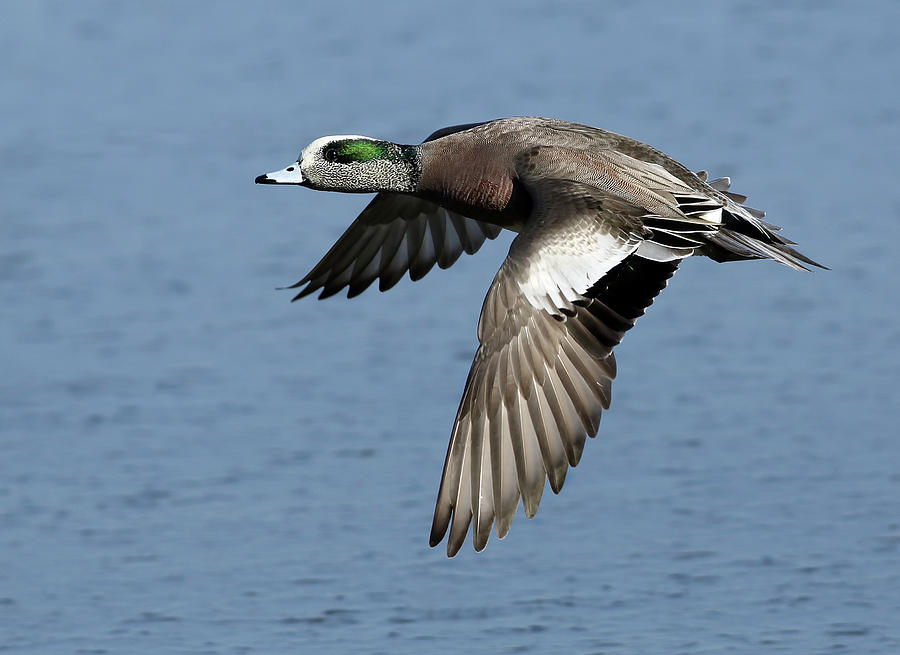 American Wigeon Photograph by Art Cole
