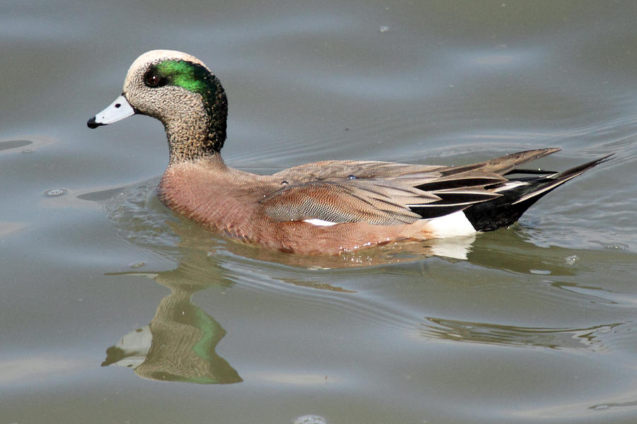 American Wigeon Duck Photograph by Pierre Leclerc Photography