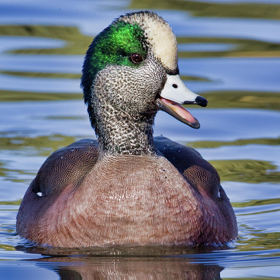 American Wigeon  Photograph by Jerry Fornarotto