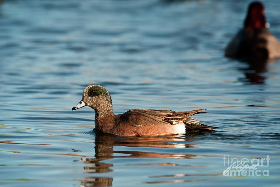American Wigeon Photograph - American Wigeon by Bon and Jim Fillpot