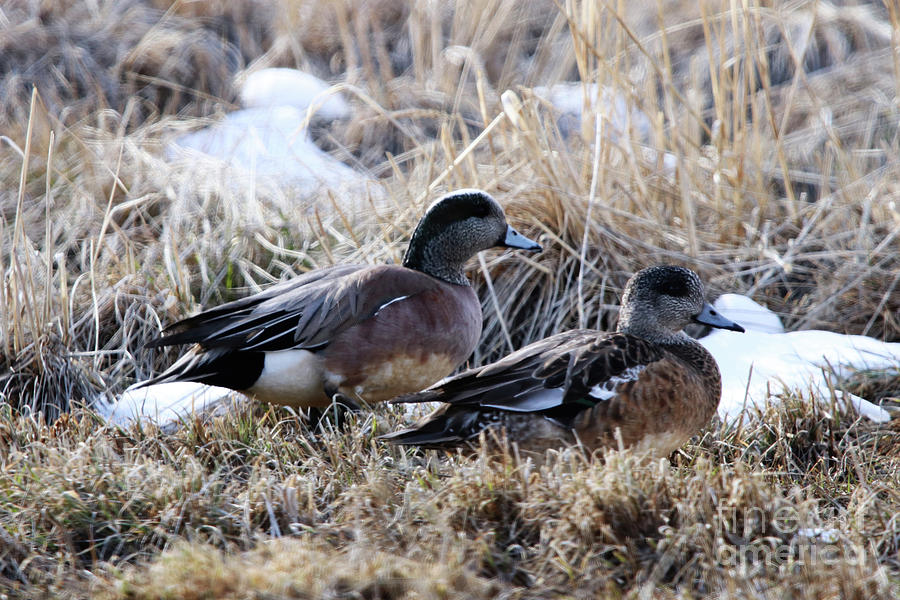 American Wigeon Mated Pair Photograph by Alyce Taylor