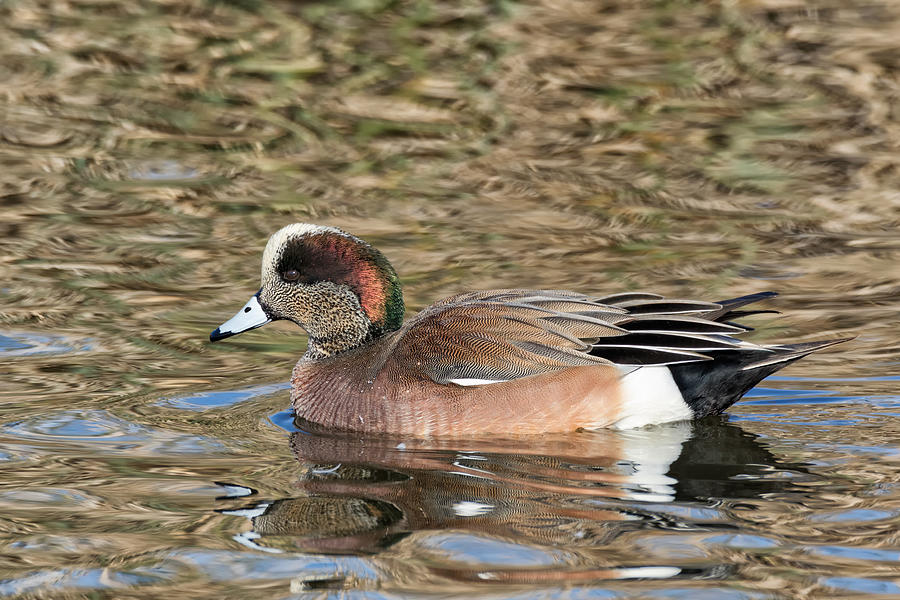 American Wigeon on the Water Photograph by Kathleen Bishop