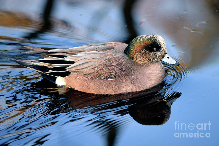American Wigeon Reflection Photograph by Terry Elniski