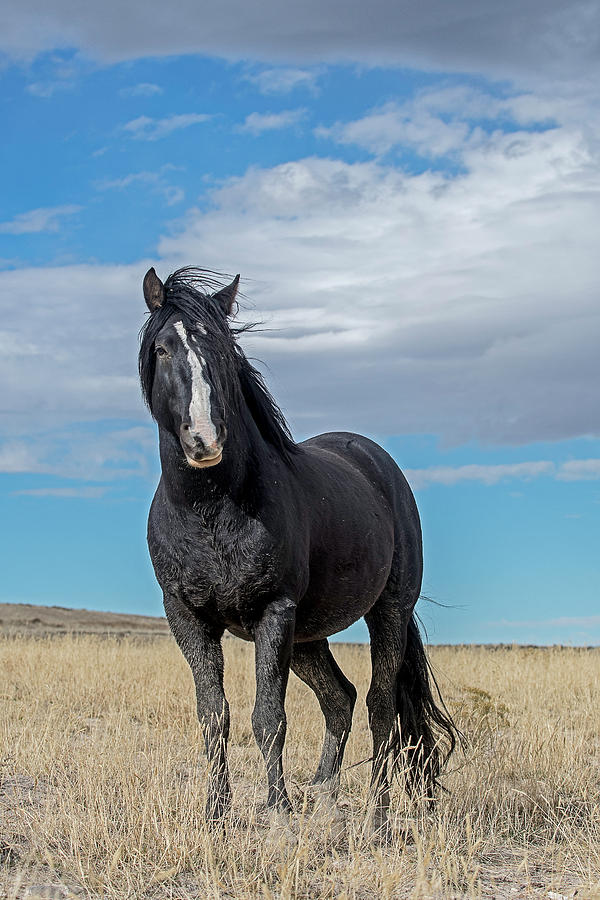 American Wild Horse Photograph by Scott Read