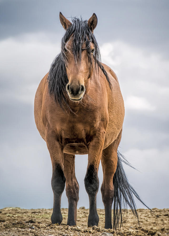 Animal Photograph - American Wild Stallion by LeeAnn McLaneGoetz McLaneGoetzStudioLLCcom