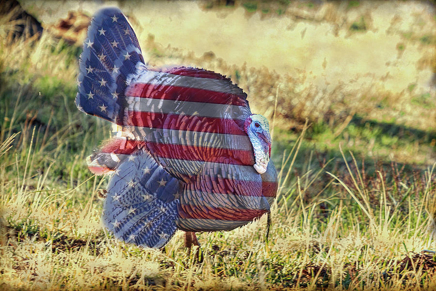 American Wild Turkey Photograph
