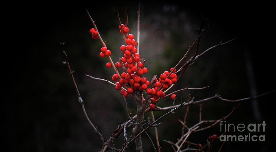 American Winterberry Photograph by Marcia Lee Jones