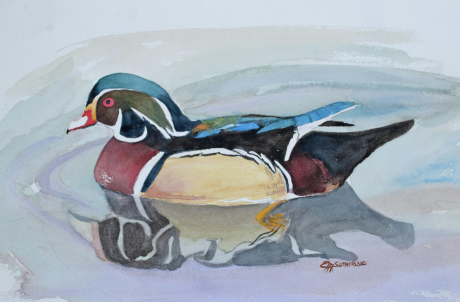American Wood Duck Painting by E M Sutherland