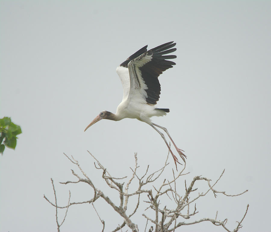 American Wood Stork Begins Flight Photograph
