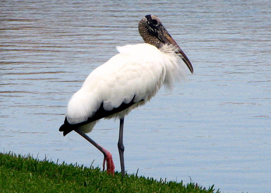 American Wood Stork Photograph by T Guy Spencer