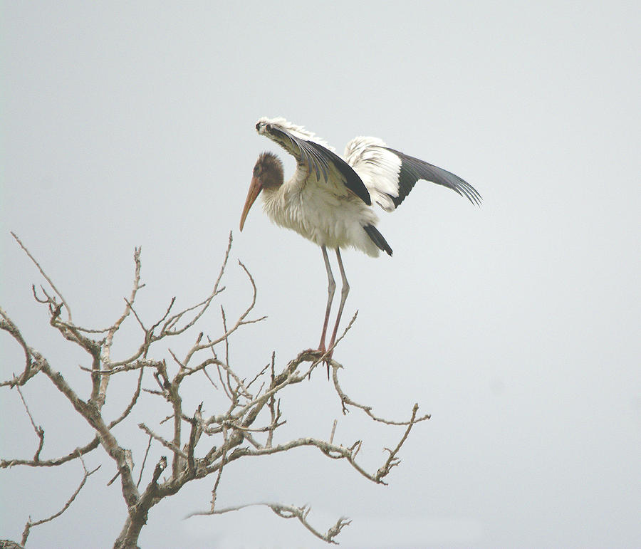 American Wood Stork Treetop Landing Photograph
