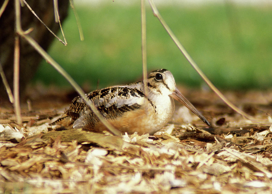 Wildlife Photograph - American Woodcock by John Burk Wildlife Photograph - American Woodcock by John Burk