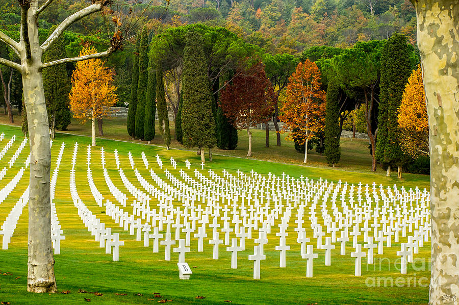 Tree Photograph - American WW II Cemetery by Prints of Italy