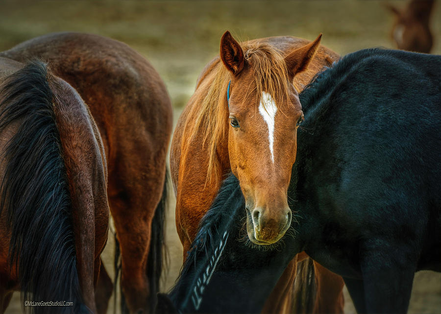 Americas Wild Horses Photograph by LeeAnn McLaneGoetz McLaneGoetzStudioLLCcom