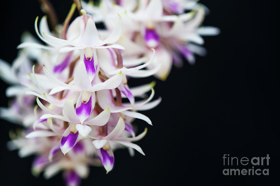 Orchid Photograph - Amethyst Colored Dendrobium by Tim Gainey