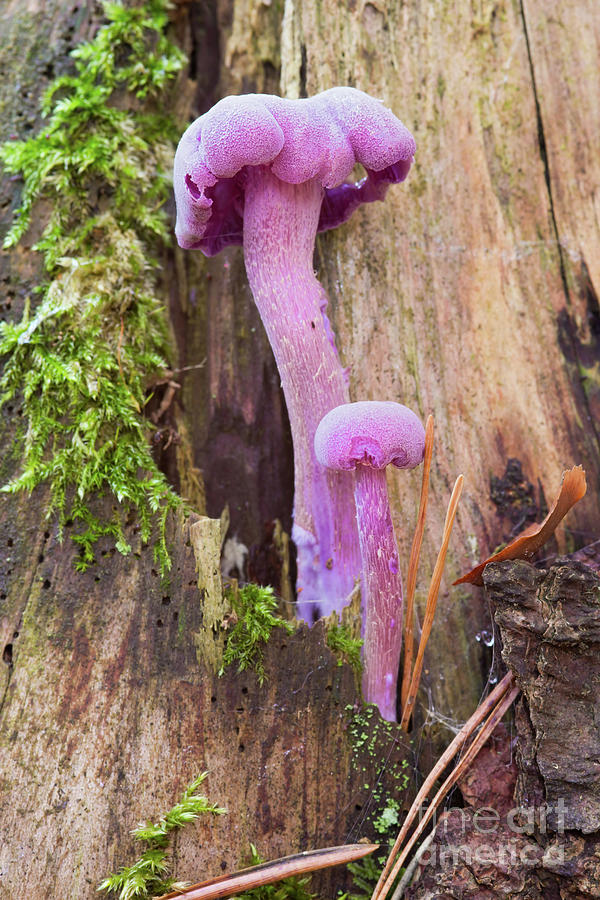 Amethyst deceiver - edible mushroom Photograph by Michal Boubin