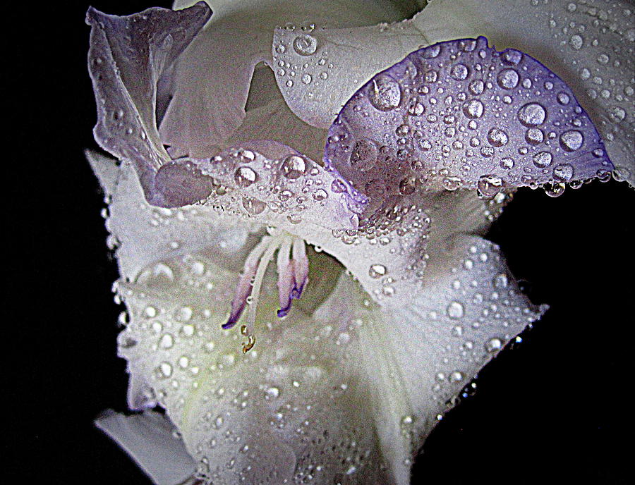 Flower Photograph - Amethyst Droplets by Bonita Brandt