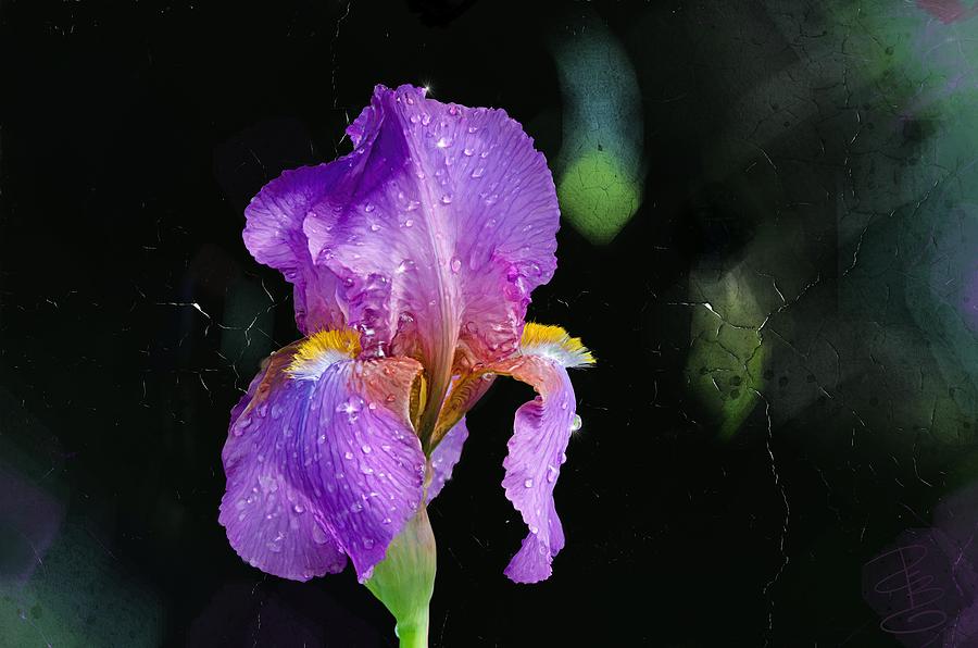 Amethyst iris Digital Art by Debra Baldwin