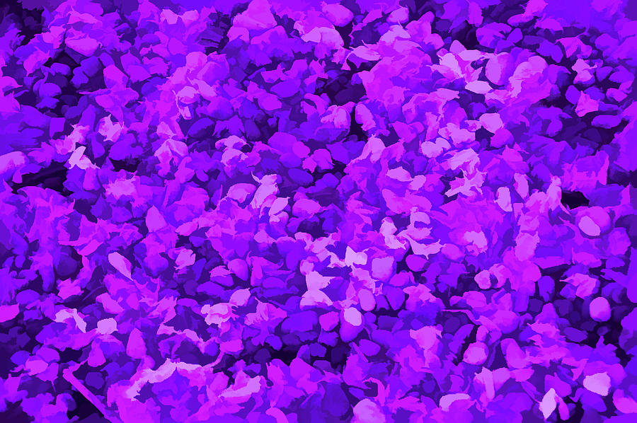 Amethyst Petals on Stones Photograph by Aimee L Maher ALM GALLERY