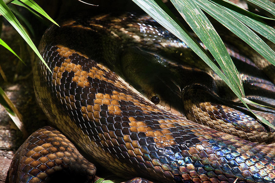 Python Photograph - Amethystine by Miroslava Jurcik