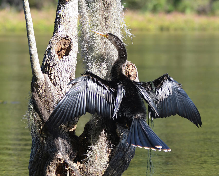 Anhinga with Outstretched Wings #2 Photograph by Carla Parris