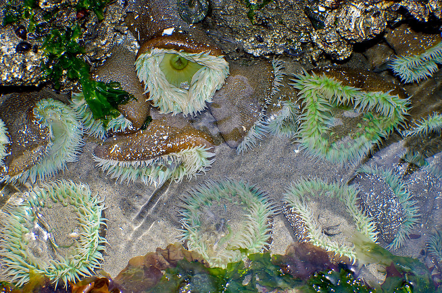 Amicable Anemones Photograph by Adria Trail