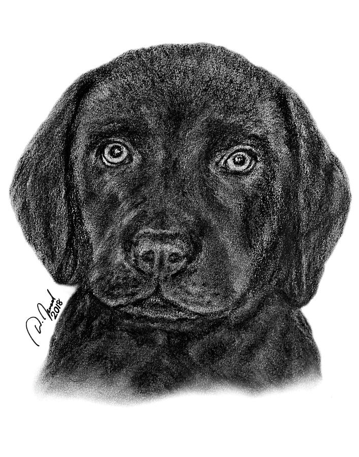Amicello - Cute Labrador Puppy Drawing by Walter Israel
