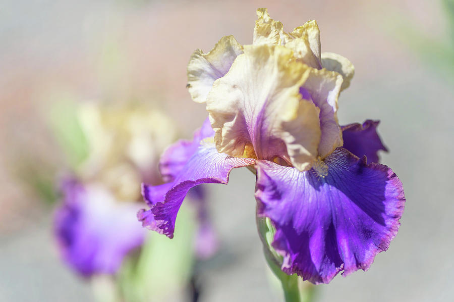 Iris Photograph - Amigos Guitar 1. The Beauty of Irises by Jenny Rainbow
