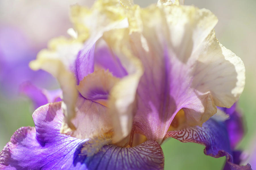 Iris Photograph - Amigos Guitar 2. The Beauty of Irises by Jenny Rainbow