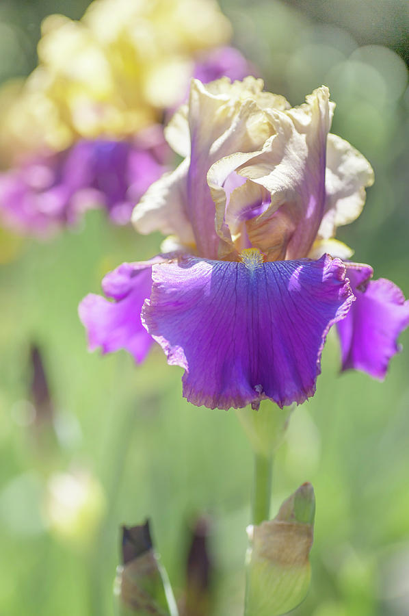 Amigos Guitar Iris in Garden. The Beauty of Irises Photograph by Jenny Rainbow