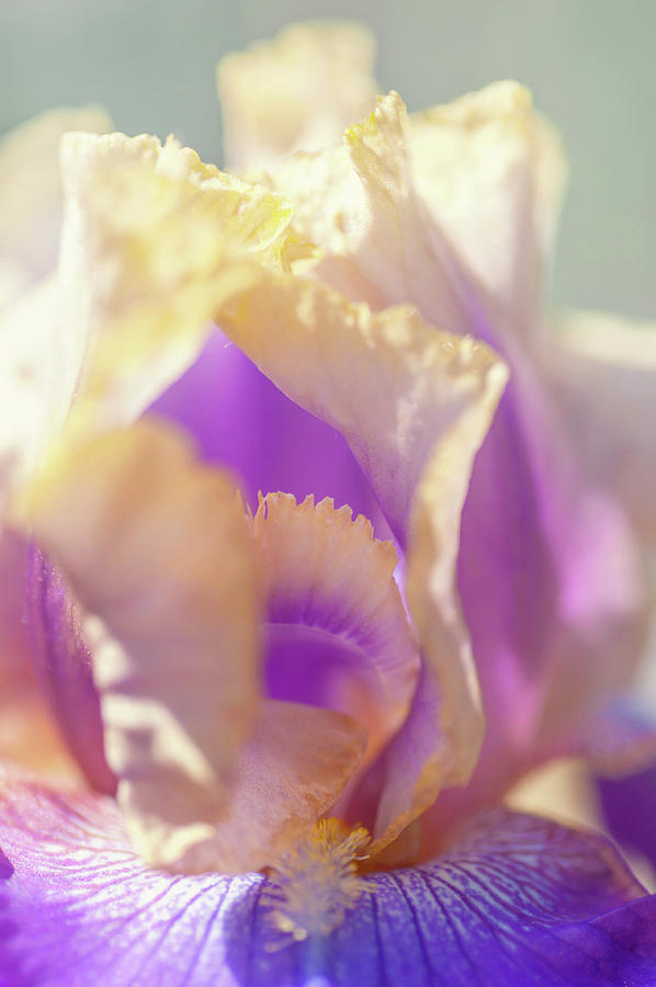 Amigos Guitar Macro 1. The Beauty of Irises Photograph by Jenny Rainbow