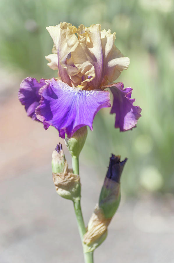 Iris Photograph - Amigos Guitar. The Beauty of Irises by Jenny Rainbow