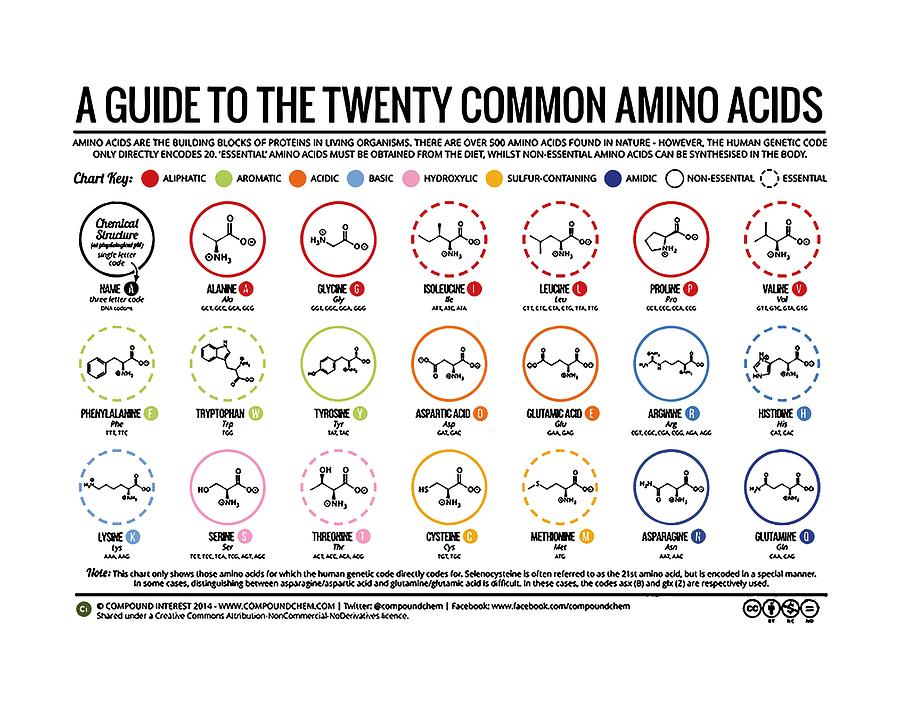 Printable Amino Acid Chart